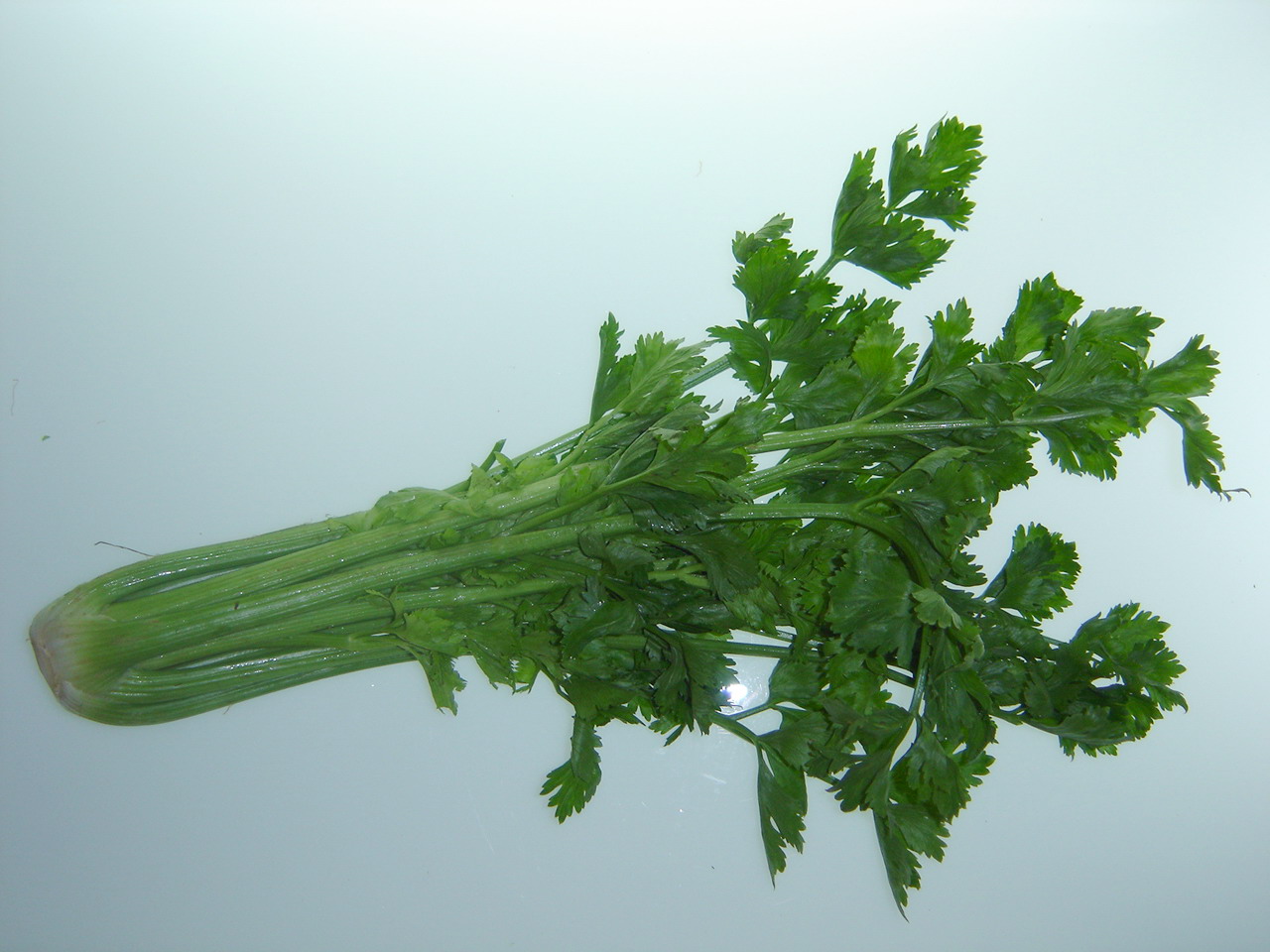 Celery Local (Small)